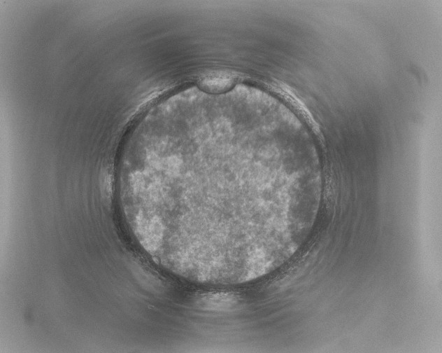 X0000115510063200912181454