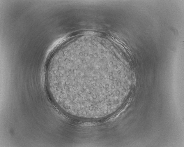 X0000115510149200912181453