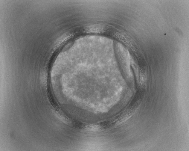 X0000115510444200912181448