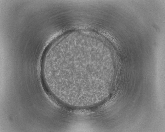 X0000115510630200912181446