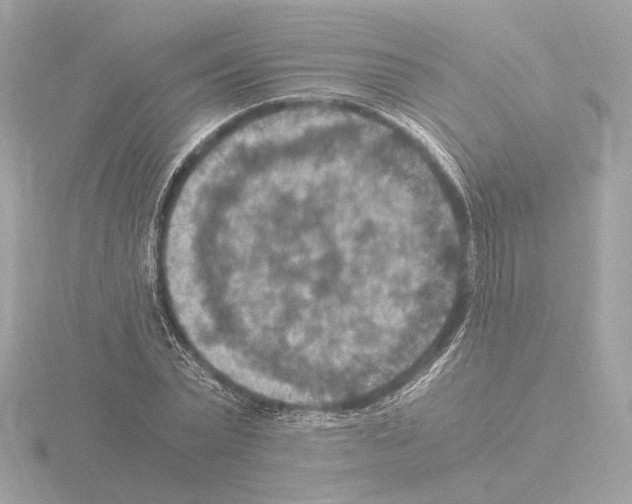 X0000115510783200912181444