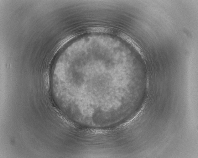 X0000115510829200912181443