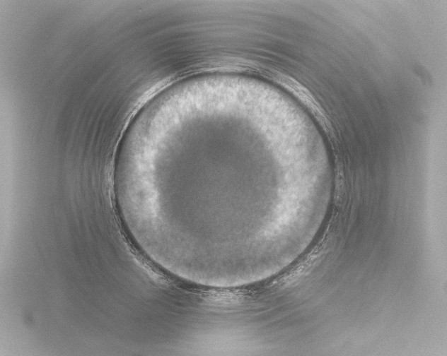 X0000115510850200912181443