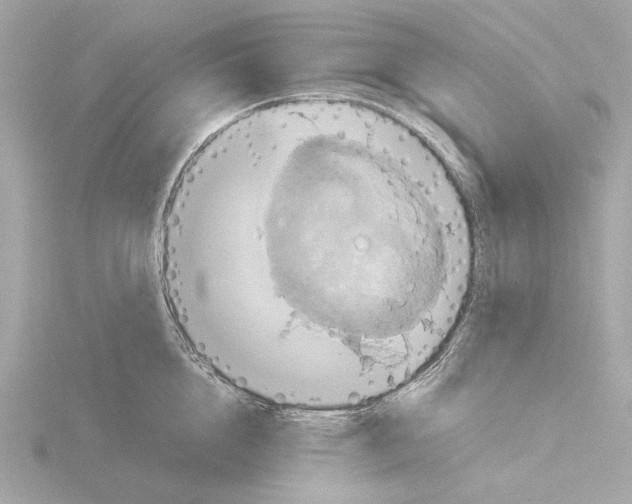 X0000115510856200912181443