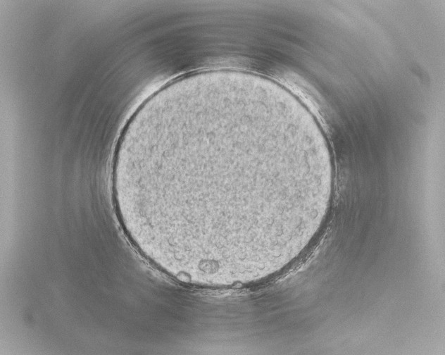 X0000115510949200912181442