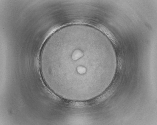 X0000115510950200912181442