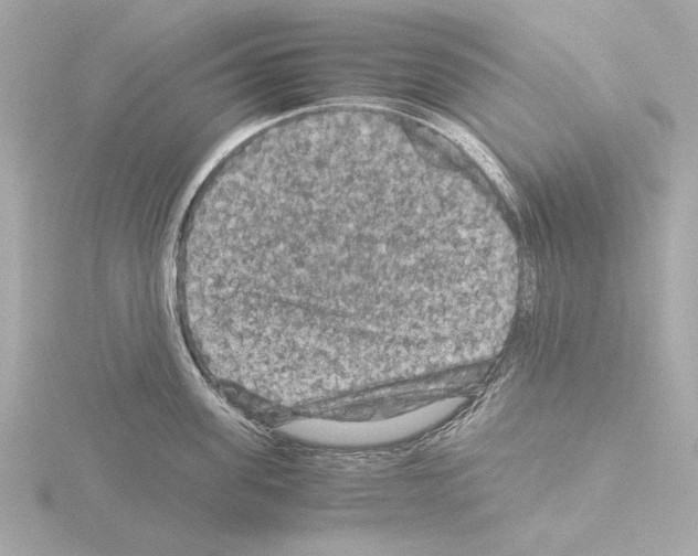 X0000115510955200912181442