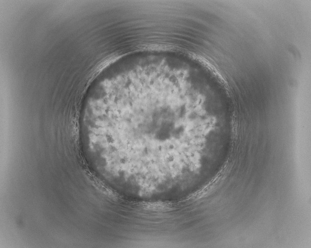 X0000115511025200912181441