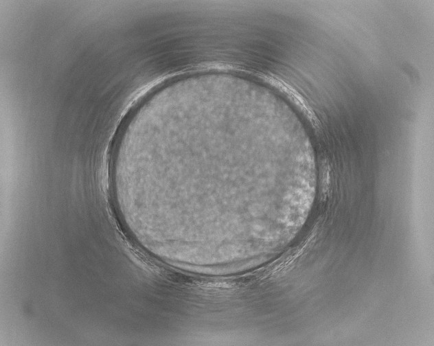 X0000115511031200912181441