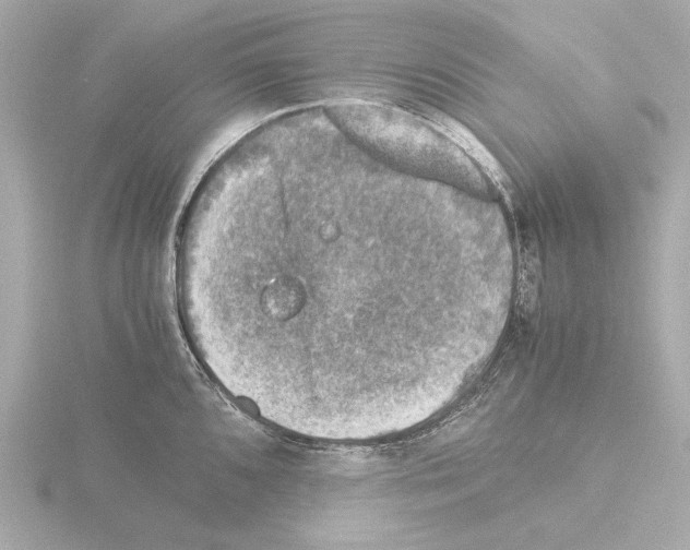 X0000115511096200912181440