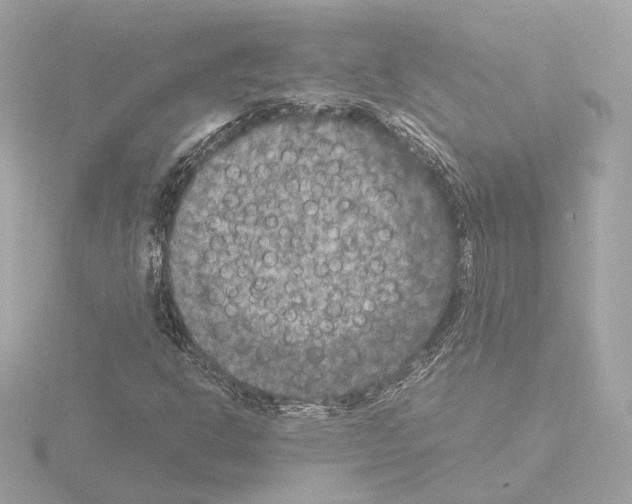 X0000115511302200912181437