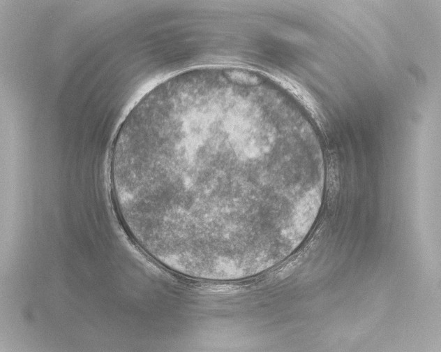 X0000115511382200912181436