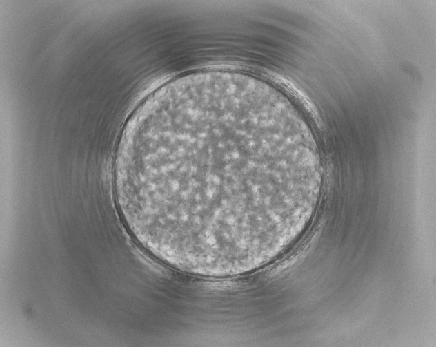 X0000115511425200912181436