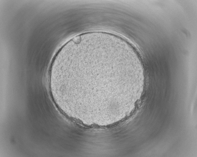 X0000115511517200912181434