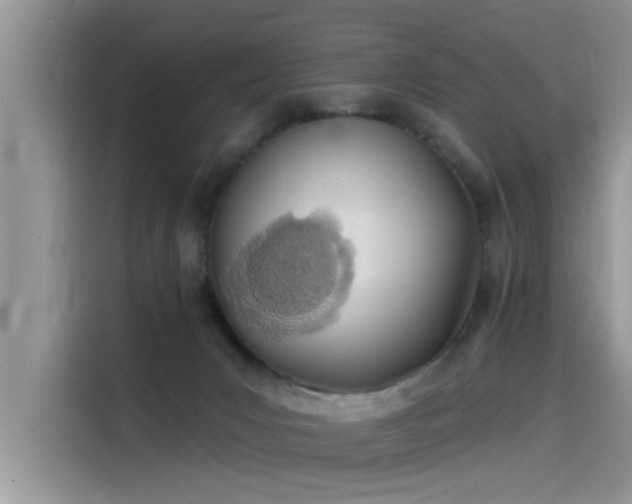 X0000115520031200911131454