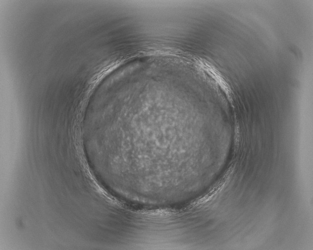 X0000115520433200911201702