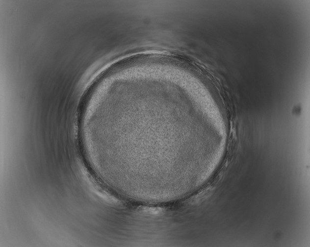 X0000115520247200911271329