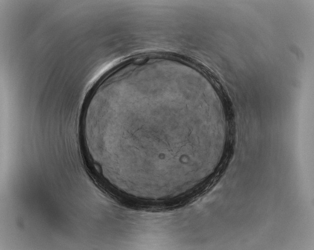 X0000115520196200912040936