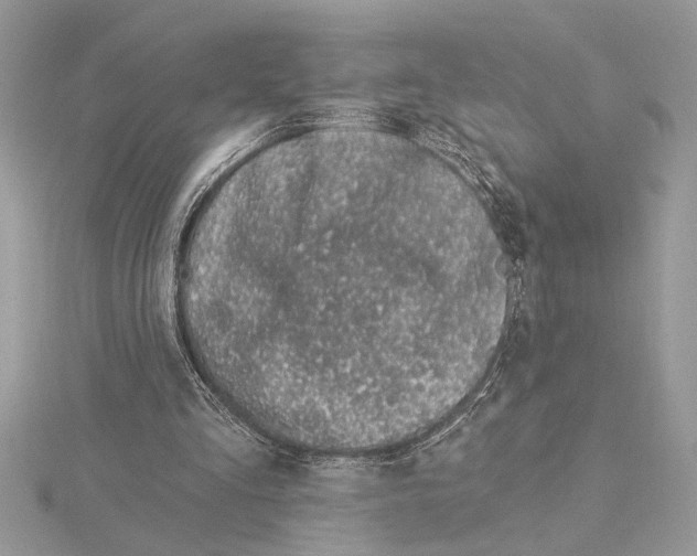 X0000115520293200912040934