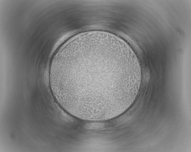 X0000115521294200912040921