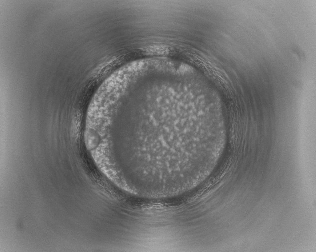 X0000115520600200912181508