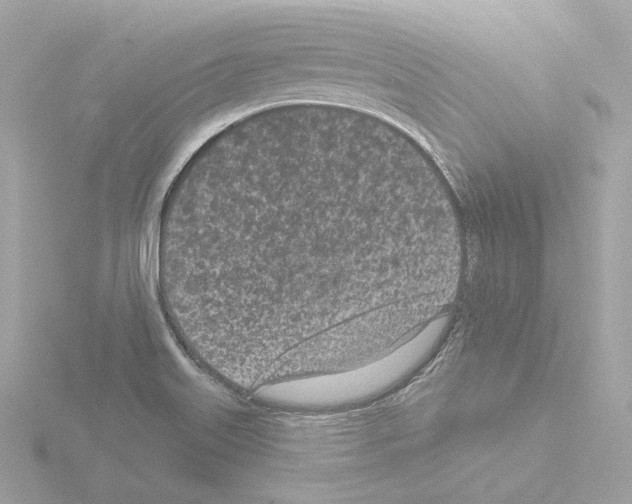 X0000115521515200912181455