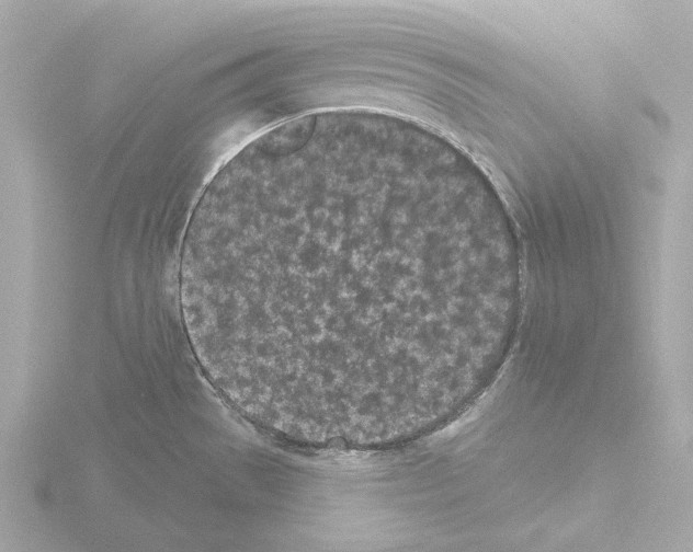 X0000115521529200912181456