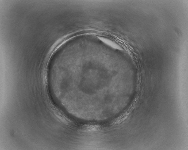 X0000115530247200912040956