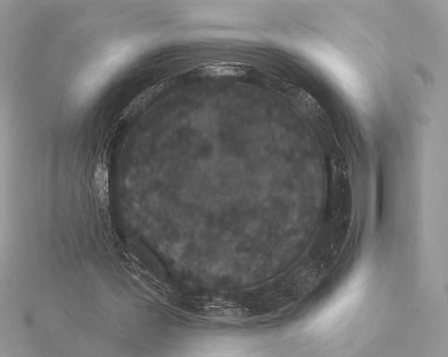 X0000115530387200912040954