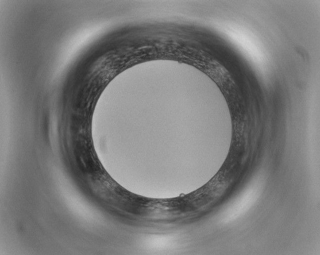 X0000115530526200912040952