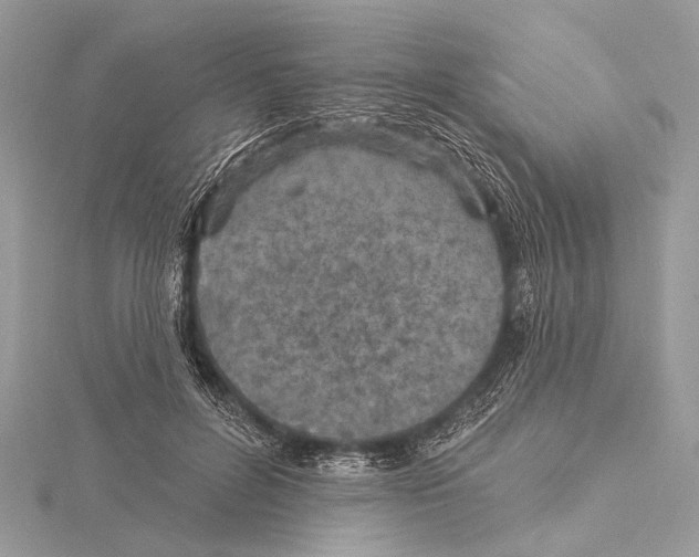 X0000115530600200912040951