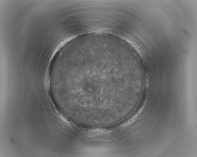 X0000115531117200912040944