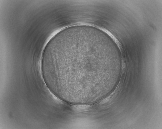 X0000115531294200912040942