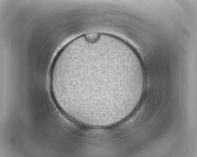 X0000115531517200912040939