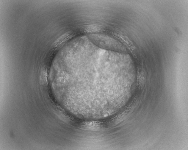 X0000115530117200912181535