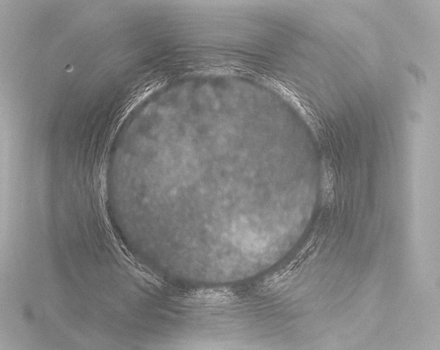 X0000115530386200912181531