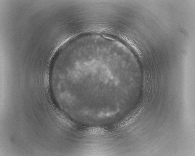 X0000115530399200912181531