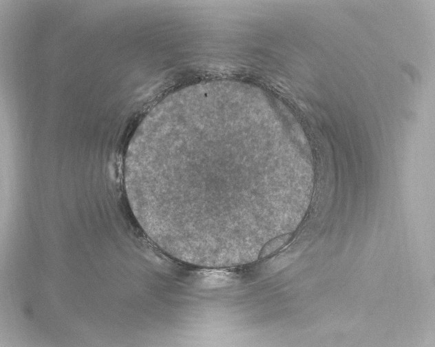 X0000115530528200912181529