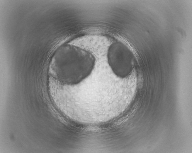 X0000115530529200912181529