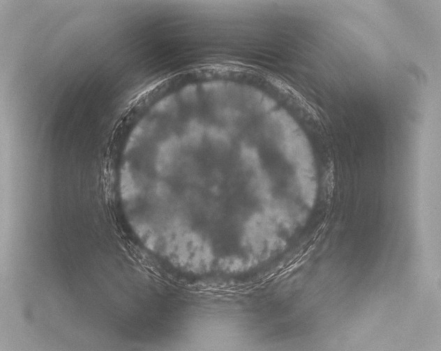 X0000115530822200912181525