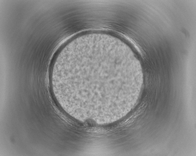 X0000115530935200912181524