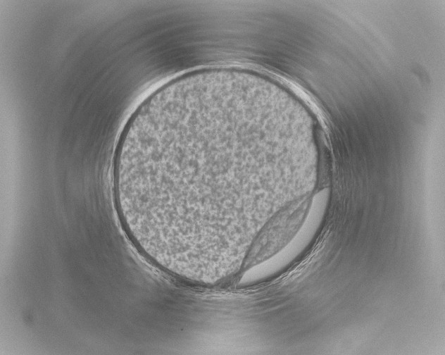 X0000115530951200912181524