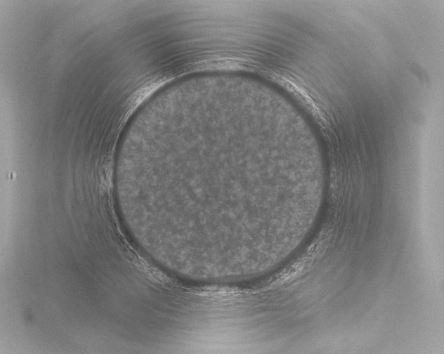 X0000115531081200912181522