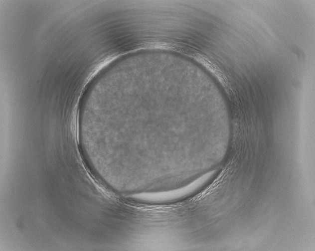 X0000115531127200912181521