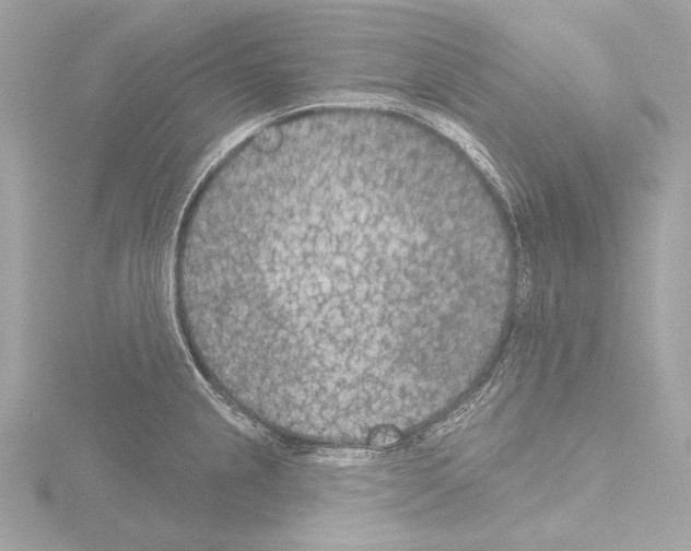 X0000115531237200912181520