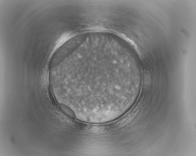 X0000115531365200912181518