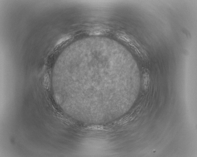 X0000115531446200912181517