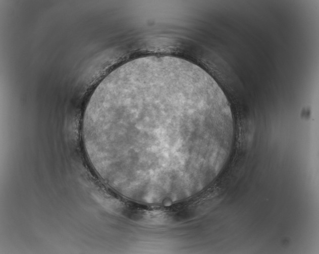 X0000115540309200911271416