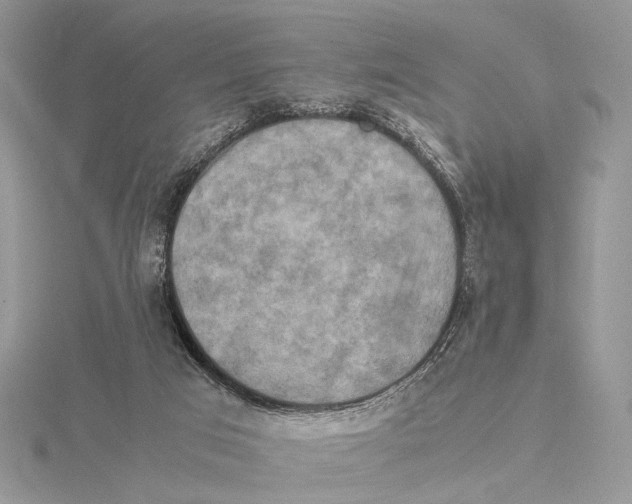 X0000115540017200912041021