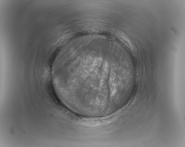 X0000115540029200912041020